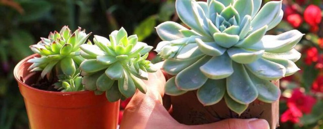 多肉植物浇水技巧 多肉植物怎样浇水