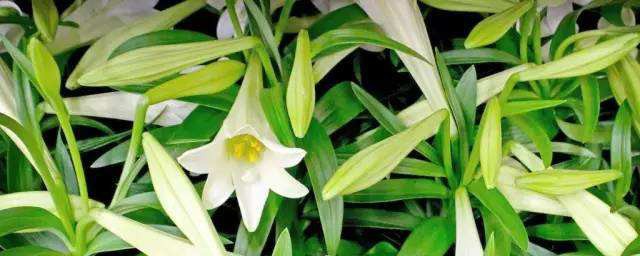 百合的种植办法和管理 百合四季种植办法和管理介绍