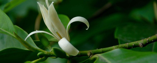 白兰花养殖技巧及修剪 白兰花怎样种植以及修剪