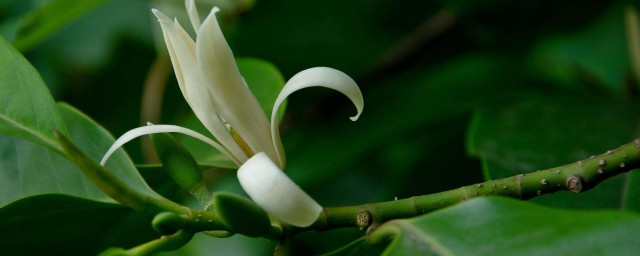 白兰花养殖办法及修剪 白兰花怎么种植以及修剪