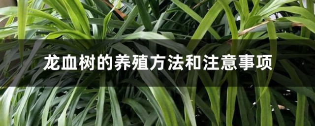 龙血树养殖方法 龙血树的养殖方式和注意事项