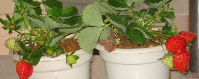 室内种植草莓办法 室内草莓种植的要领介绍