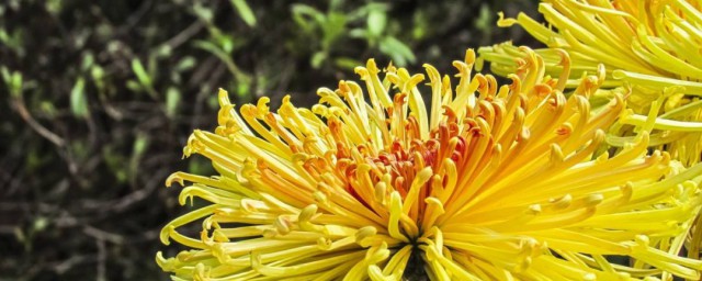 盆栽菊花怎样养殖技巧 菊花怎样养殖