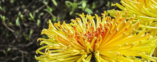 盆栽菊花怎样养殖技巧 菊花怎样养殖