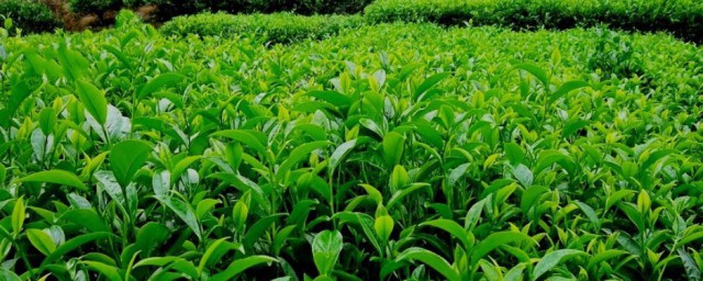 成年茶树施肥要领 成年茶树怎么施肥