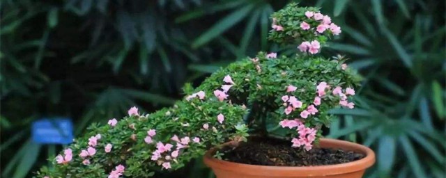 适合冬天养的植物 适合冬天养的九种植物