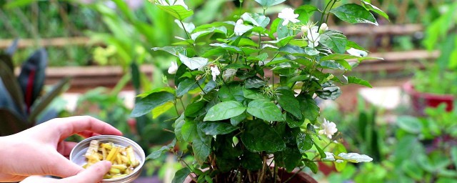 水插茉莉多久换一次水 茉莉的花语和寓意