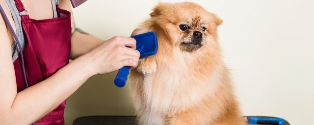 怎么给泰迪剪毛 给泰迪剪毛的要领