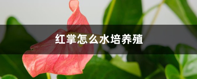 红掌水培制作要领 红掌如何水培养殖