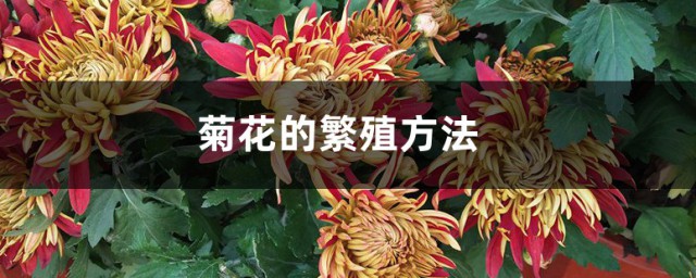 菊花的繁殖技巧 菊花怎样繁殖