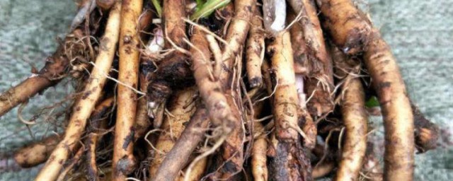蒲公英根怎样保存 存放蒲公英根的诀窍