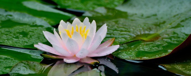 莲花摘下来怎样保存 摘下来的荷花怎样养护保存