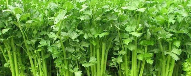 香芹催芽技巧 怎样给香芹催芽