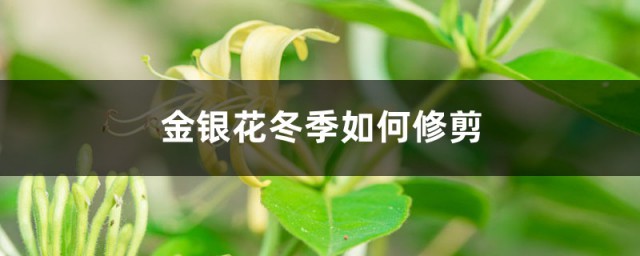 金银花冬剪方式 金银花冬季如何修剪