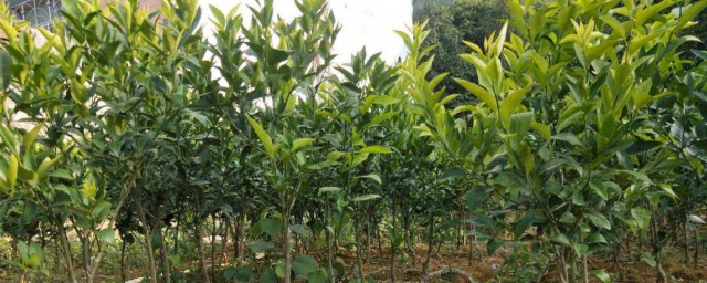 沃柑定植要领 沃柑怎么定植好