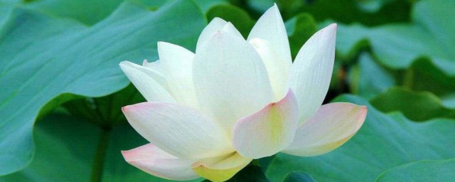 人活得简单一点的感悟 简单生活的体会感悟