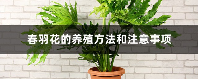 春羽花养殖要领 春羽花的养殖方法和注意事项