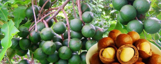 澳洲坚果种植技巧 澳洲坚果怎样种植