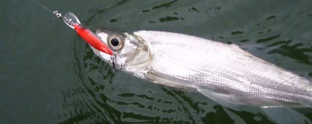 江里钓鳜鱼方法 江里怎么钓鳜鱼