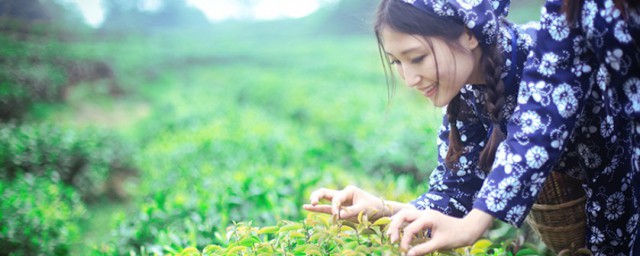 掐茶叶技巧 掐茶叶的技巧