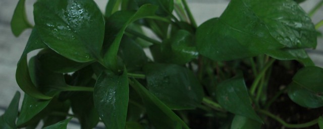 长藤花打理要领 如何打理长藤花