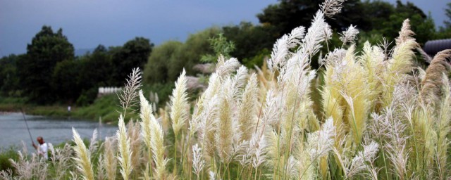 芦苇开花时间 芦苇什么时候开花