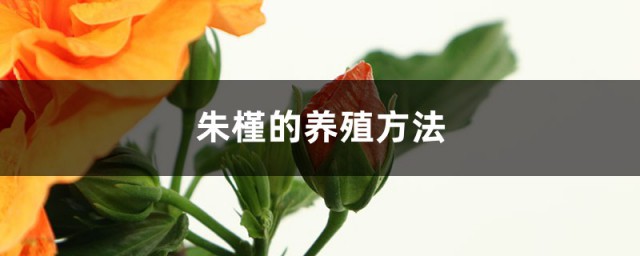 朱槿花培植方式 朱槿的养殖要领介绍