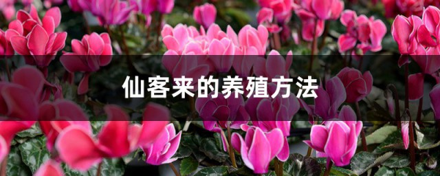 仙客来养殖的办法 仙客来养殖的要领和注意事项
