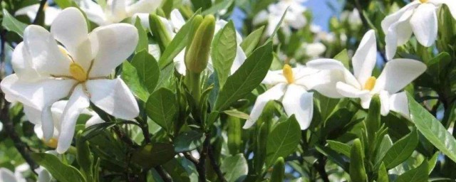 桅孒花养护技巧 枙子花的养护技巧技巧