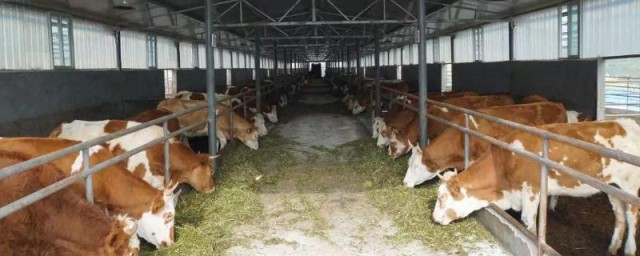 高手养牛的技巧 怎样养牛