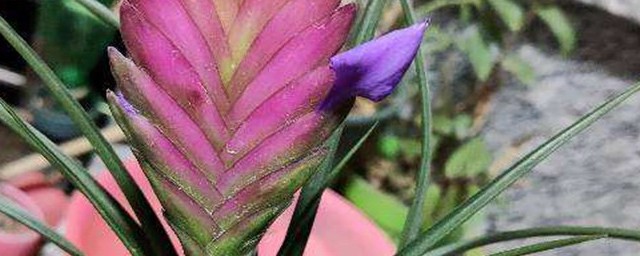 凤梨养殖技巧 紫花凤梨的养殖技巧