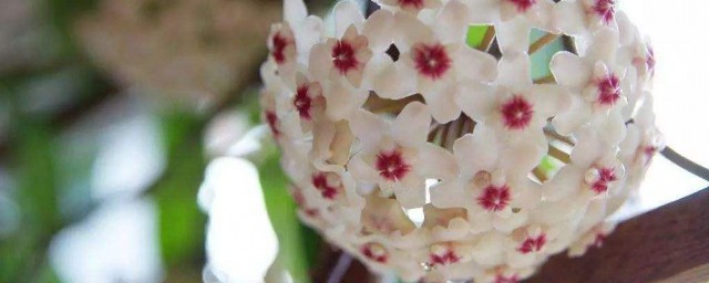 球兰花插纤技巧 绣球花扦插