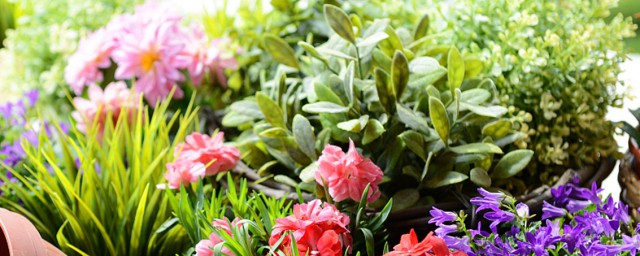 跳舞草种植教程 跳舞草种植办法介绍