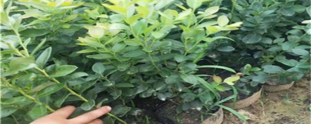 蓝莓树育技巧 蓝莓的育苗技巧简介