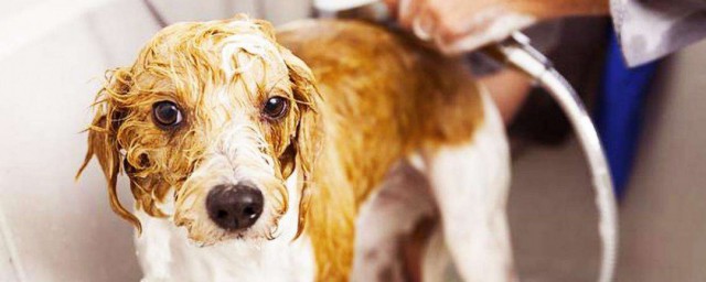 犬的洗澡方式 犬怎么洗澡