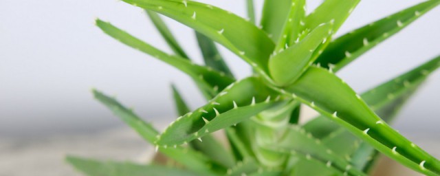 嫁接植物的教程 如何嫁接植物