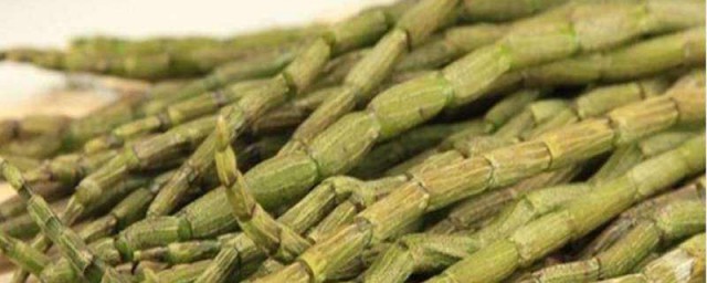 新鲜铁皮石斛保存技巧 保存石斛的妙招