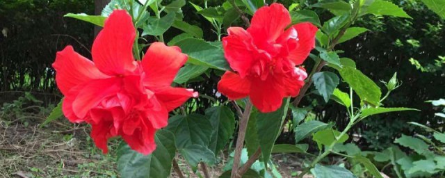扶桑花嫁接技巧 扶桑花嫁接技巧简介