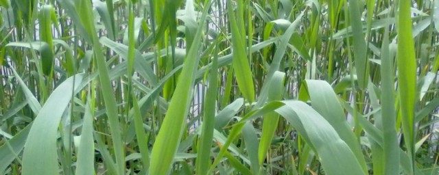 芦苇施肥技巧 芦苇施肥技巧是什么