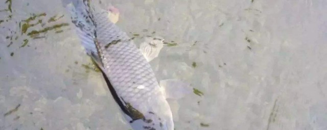 海竿钓青鱼诀窍 诀窍如下