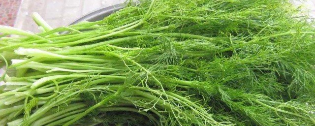 茴香蛋炒饭秘诀 制作茴香蛋炒饭的要领