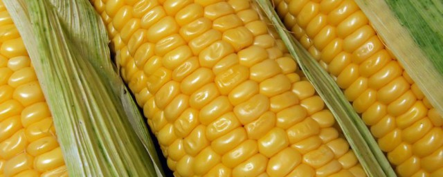玉米棒的煮法诀窍 玉米棒怎样煮