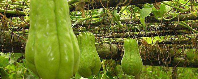 自种佛手瓜方式 佛手瓜的种植要领介绍