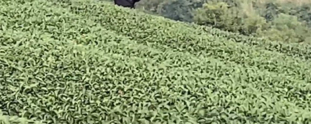 柳叶茶的制作办法 柳叶茶的制作办法是什么