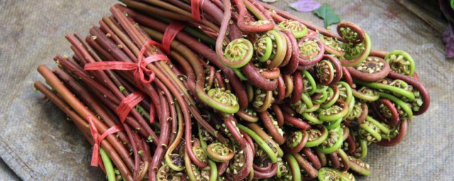 蕨菜怎样冷冻保存 蕨菜冷冻保存技巧简介