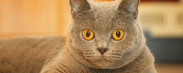 小猫食怎样做 做猫食的次序