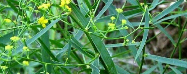 柴胡怎样种植 柴胡种植技巧简介