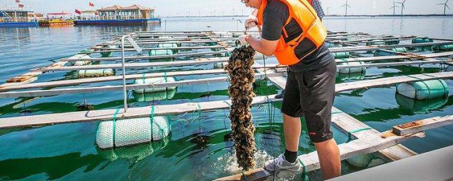 扇贝养殖方法 扇贝该怎么养