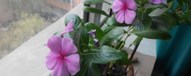 花的育种技巧 花卉育种法是什么