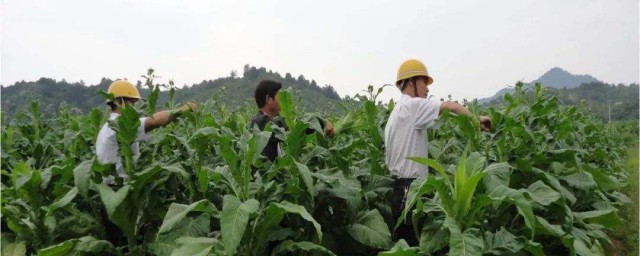 蚕桑栽植技巧 蚕桑栽植技巧说明
